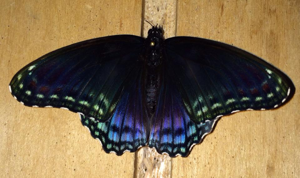 Limenitis arthemis (hind wing variation) 2 (Internet Image property of respective owner, non-commercial use only)